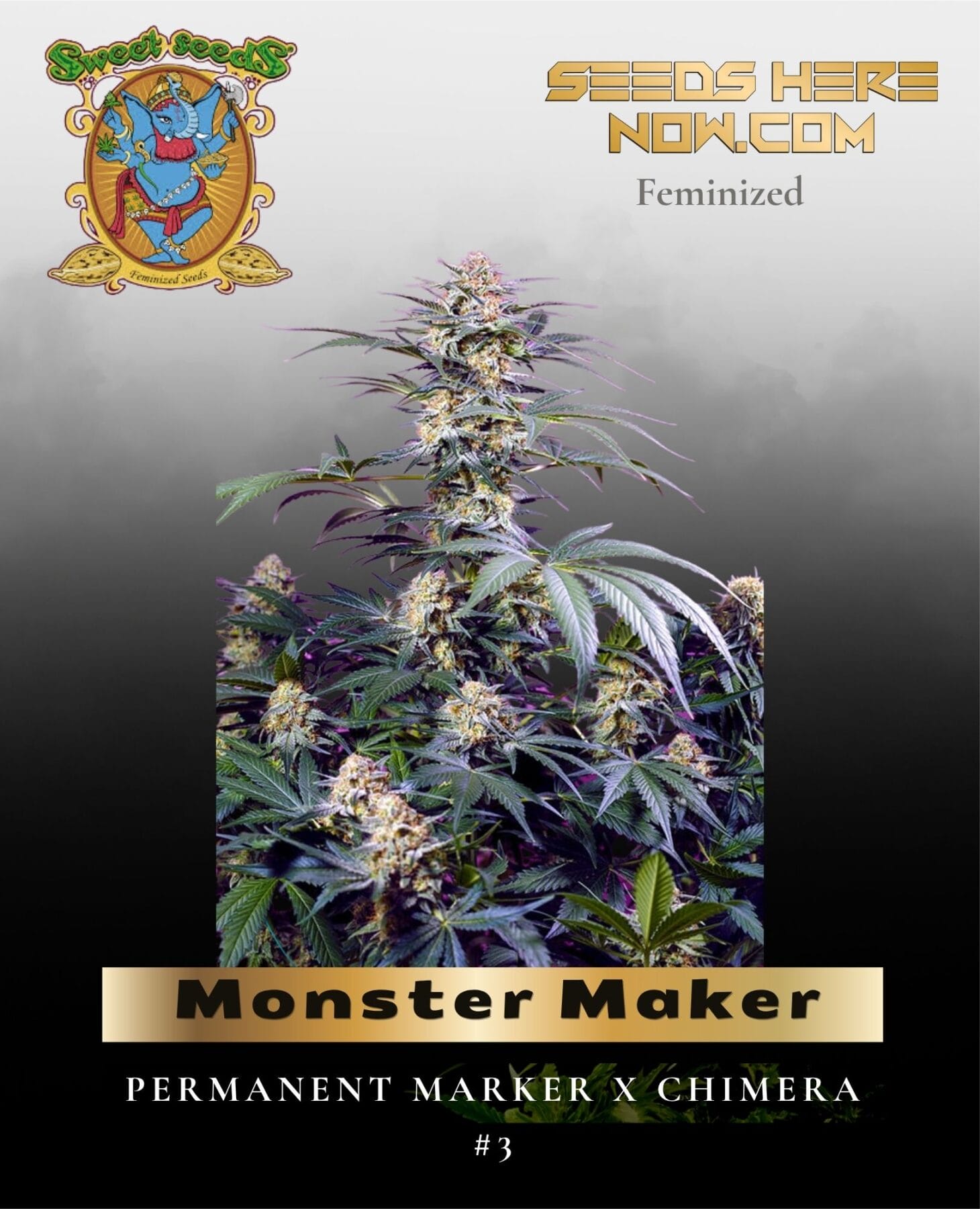 Monster Maker (Feminized) - Sweet Seeds