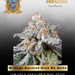 Orange Apricot Glue XL Auto (Feminized) - Sweet Seeds