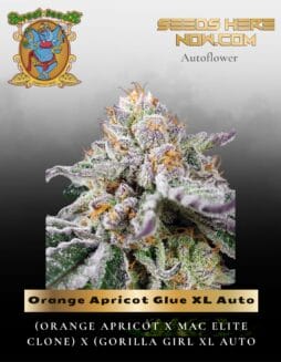Orange Apricot Glue XL Auto (Feminized) (space) Sweet Seeds