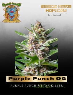 Purple Punch OG (Feminized) (space) Sweet Seeds