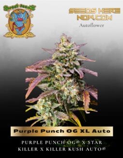Purple Punch OG XL Auto (Feminized) (space) Sweet Seeds