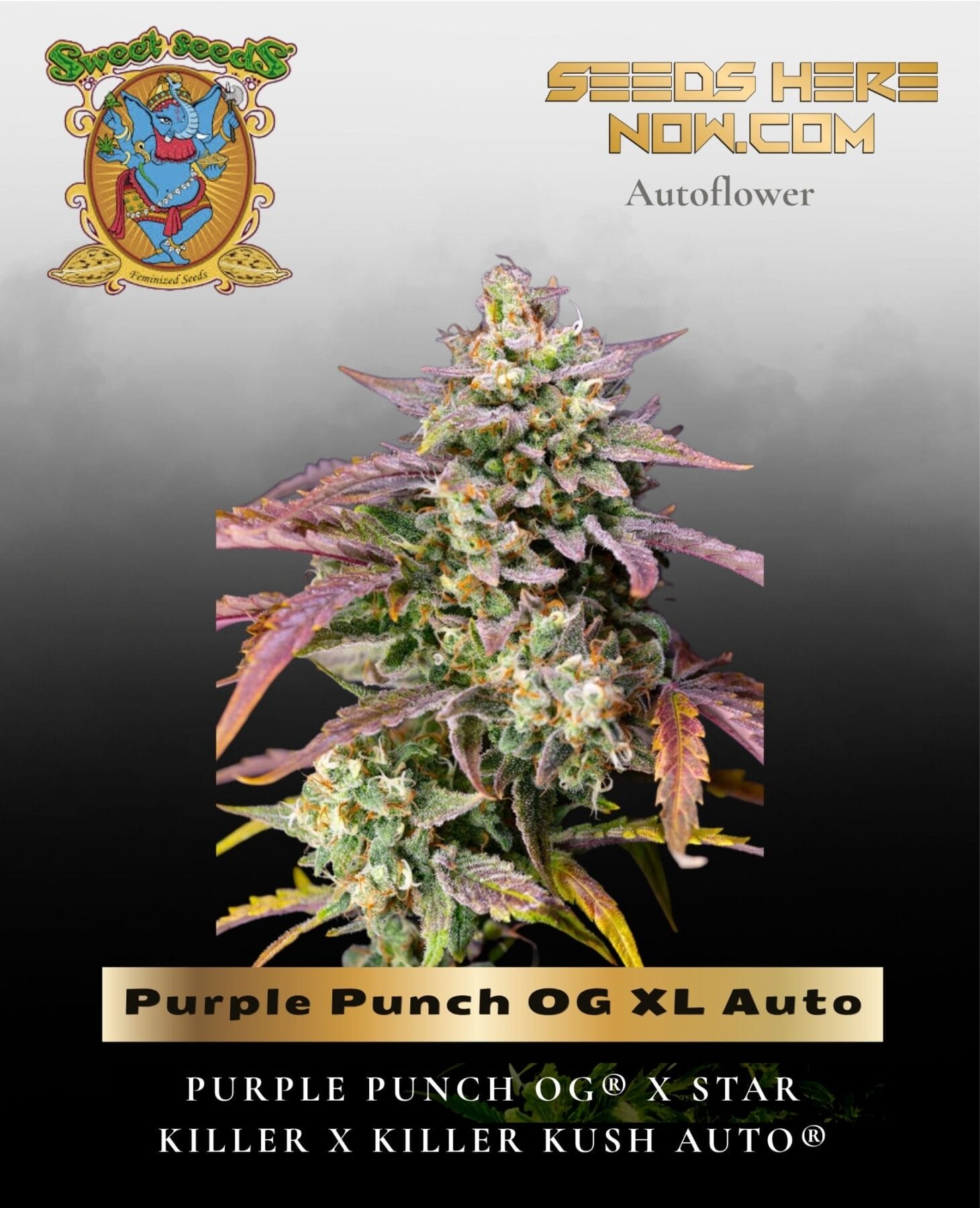 Purple Punch OG XL Auto (Feminized) - Sweet Seeds