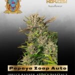 Papaya Zoap Auto (Feminized) - Sweet Seeds
