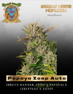 Papaya Zoap Auto (Feminized) (space) Sweet Seeds