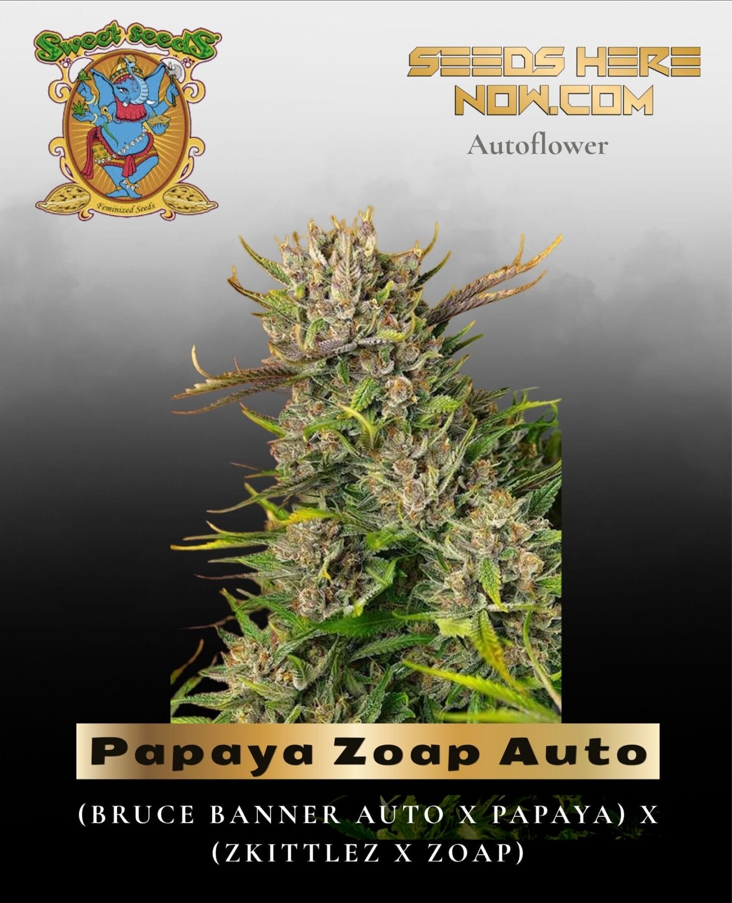 Papaya Zoap Auto (Feminized) - Sweet Seeds