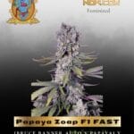 Papaya Zoap F1 FAST (Feminized) - Sweet Seeds