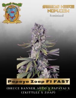 Papaya Zoap F1 FAST (Feminized) (space) Sweet Seeds