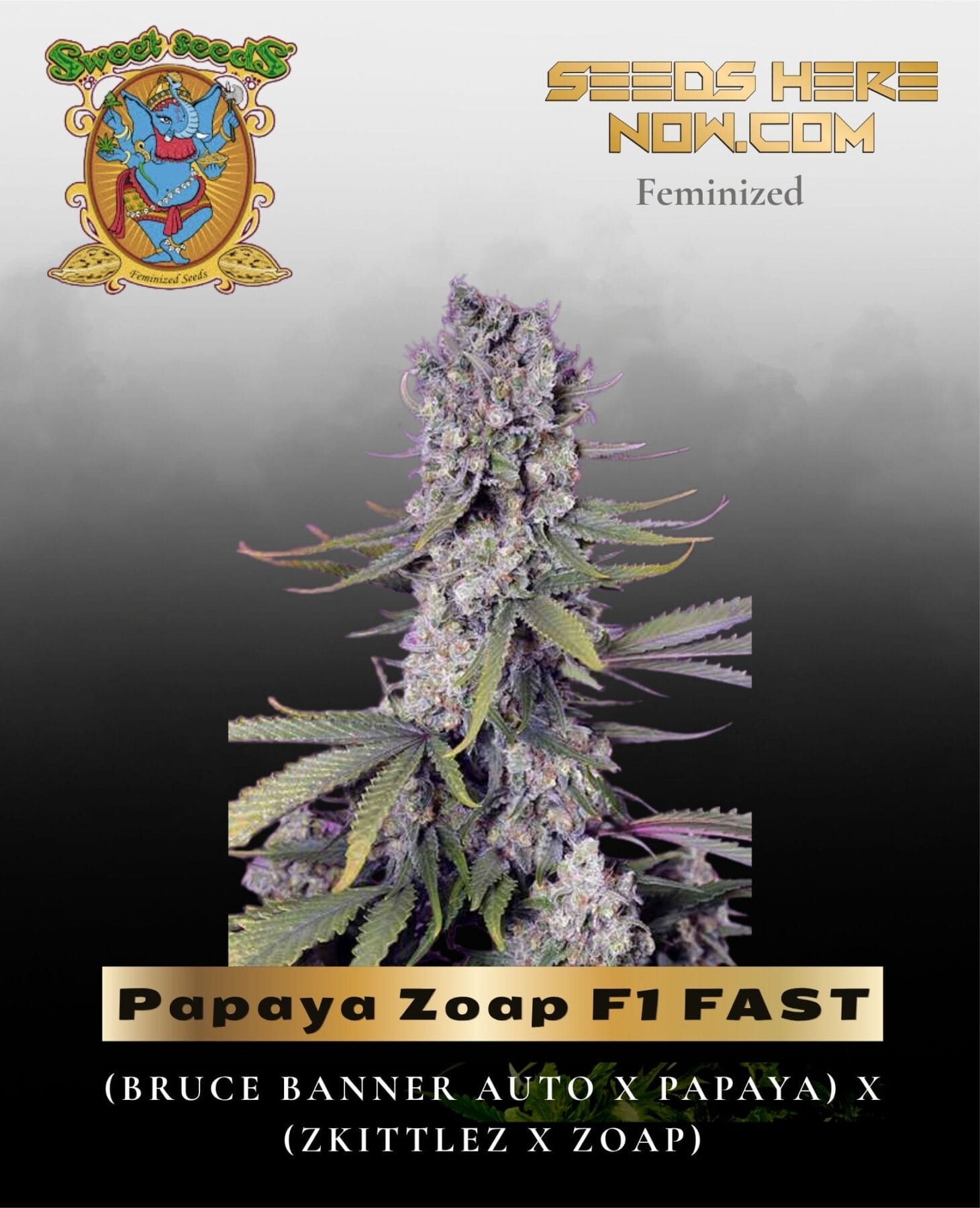Papaya Zoap F1 FAST (Feminized) - Sweet Seeds