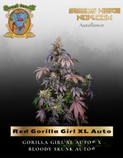 Red Gorilla Girl XL Auto (Feminized) (space) Sweet Seeds