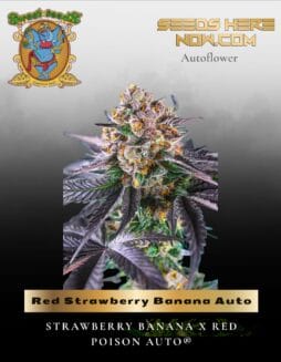Red Strawberry Banana Auto (Feminized) (space) Sweet Seeds