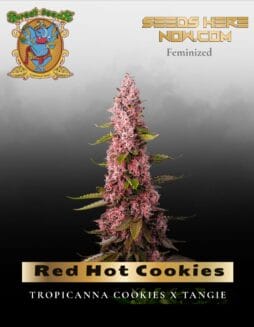 Red Hot Cookies (Feminized) (space) Sweet Seeds