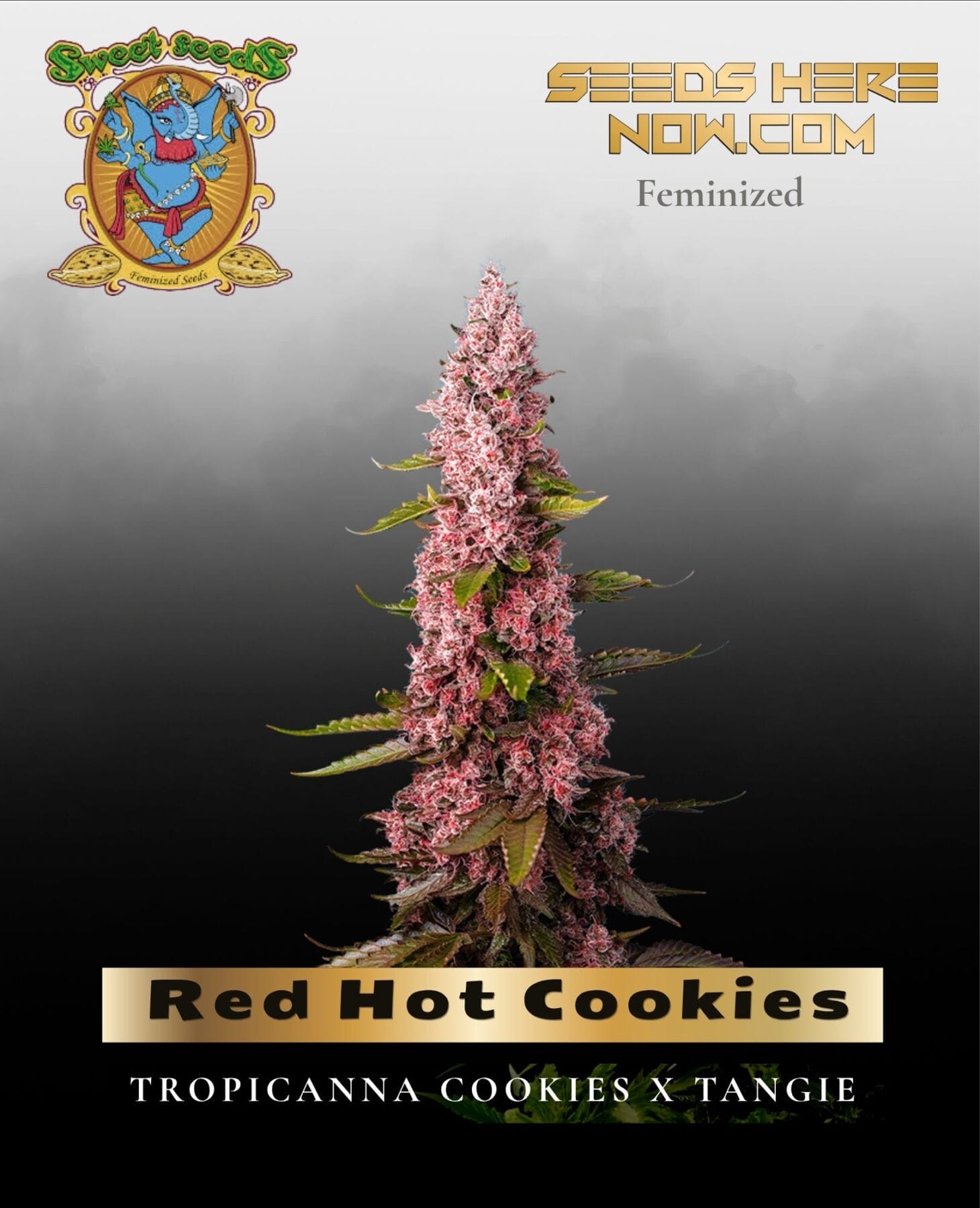Red Hot Cookies (Feminized) - Sweet Seeds
