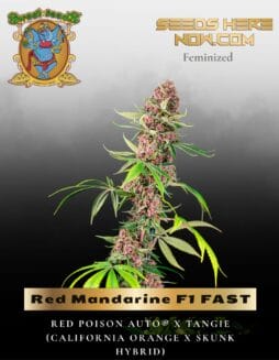 Red Mandarine F1 FAST (Feminized) (space) Sweet Seeds