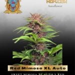 Red Mimosa XL Auto (Feminized) - Sweet Seeds