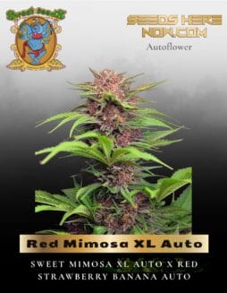 Red Mimosa XL Auto (Feminized) (space) Sweet Seeds
