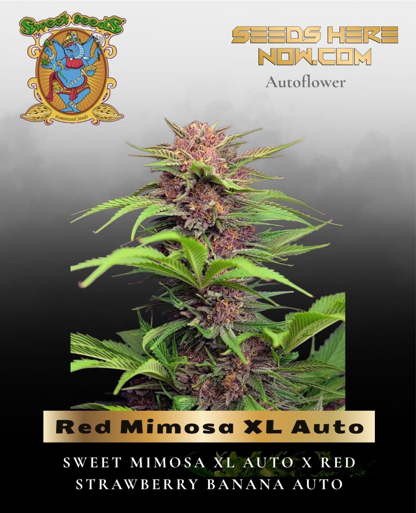Red Mimosa XL Auto (Feminized) - Sweet Seeds