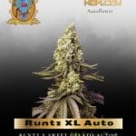 Runtz XL Auto (Feminized) - Sweet Seeds