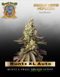 Runtz XL Auto (Feminized) (space) Sweet Seeds