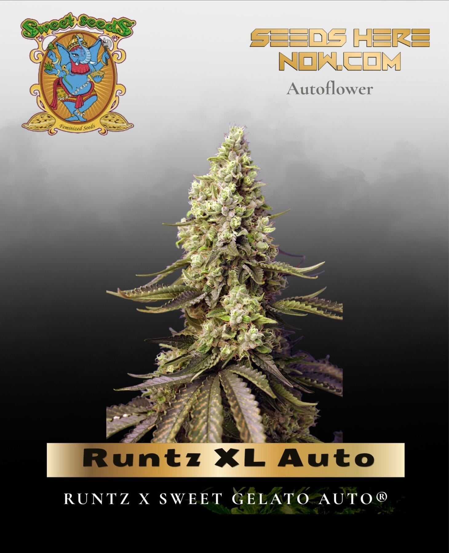 Runtz XL Auto (Feminized) - Sweet Seeds