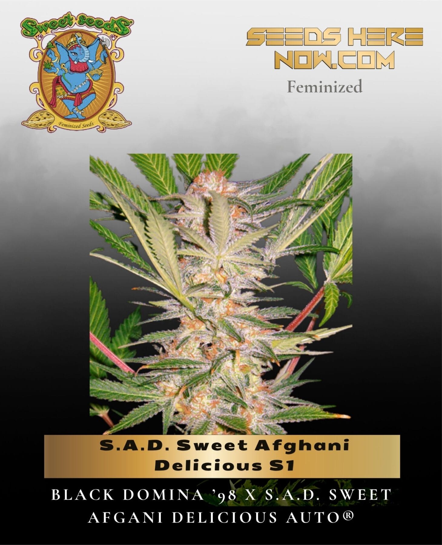 S.A.D. Sweet Afghani Delicious S1 (Feminized) - Sweet Seeds