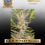 S.A.D. F1 FAST Version (Feminized) - Sweet Seeds