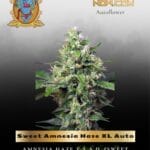 Sweet Amnesia Haze XL Auto (Feminized) - Sweet Seeds
