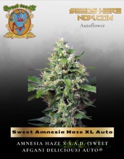Sweet Amnesia Haze XL Auto (Feminized) (space) Sweet Seeds