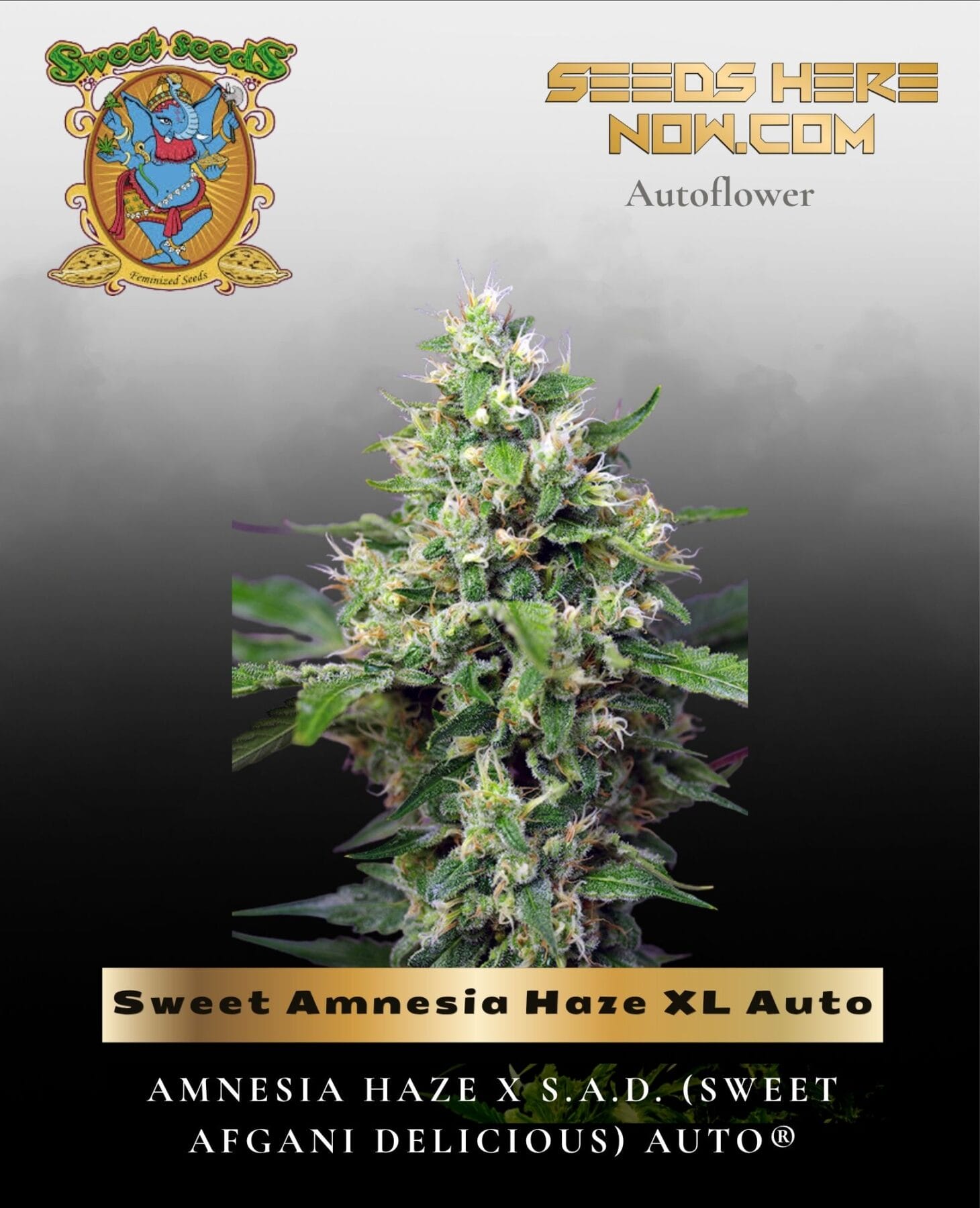 Sweet Amnesia Haze XL Auto (Feminized) - Sweet Seeds