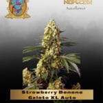 Strawberry Banana Gelato XL Auto (Feminized) - Sweet Seeds