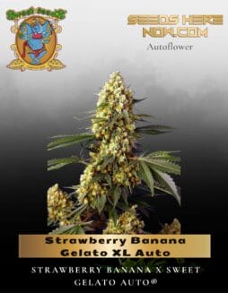 Strawberry Banana Gelato XL Auto (Feminized) (space) Sweet Seeds
