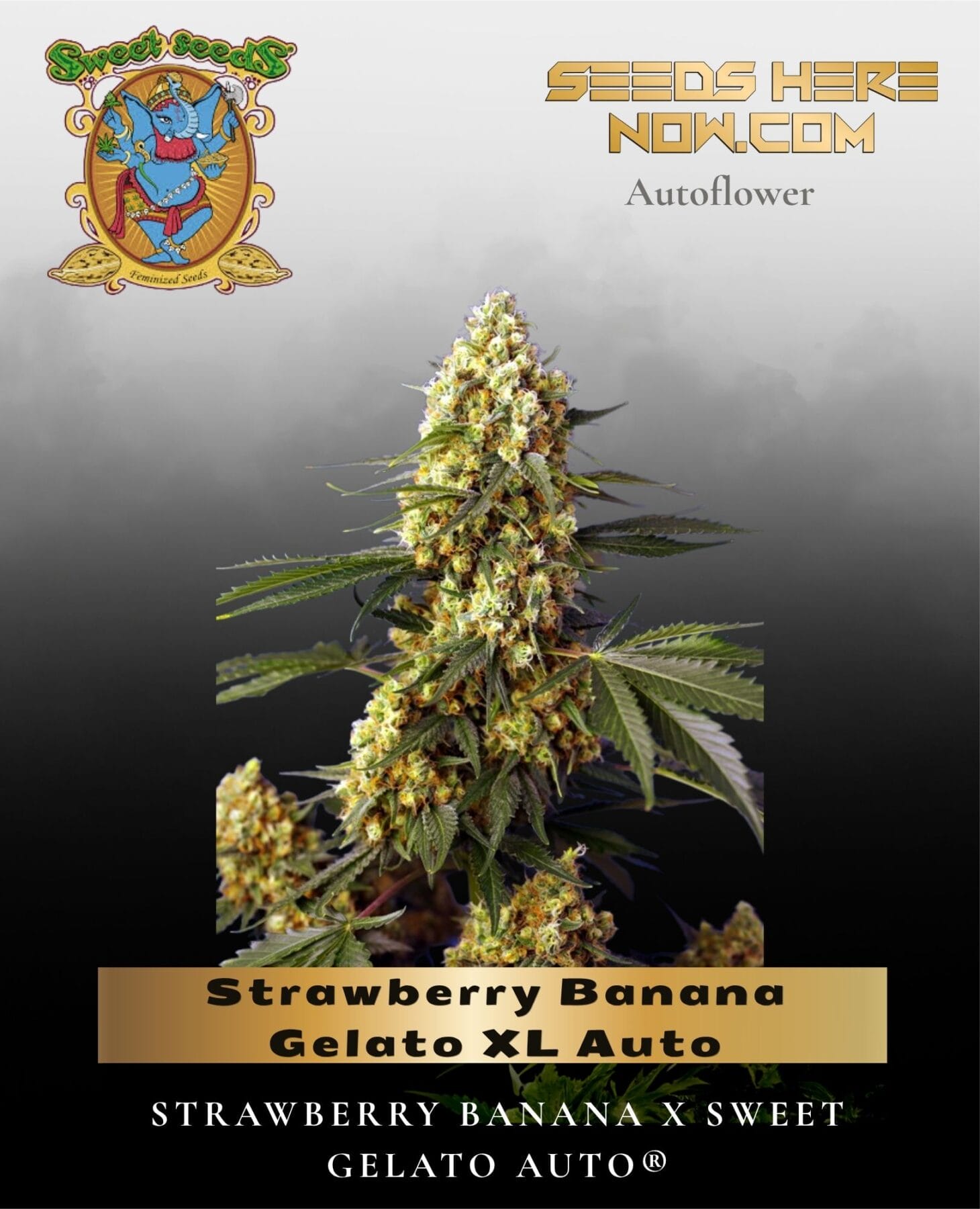 Strawberry Banana Gelato XL Auto (Feminized) - Sweet Seeds