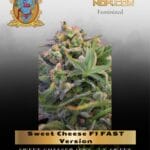 Sweet Cheese F1 FAST Version (Feminized) - Sweet Seeds