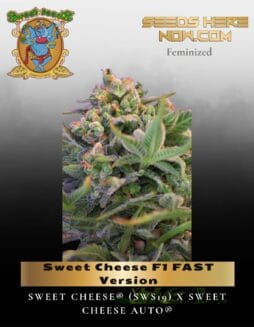 Sweet Cheese F1 FAST Version (Feminized) (space) Sweet Seeds