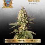 Skywalker OG Runtz XL Auto (Feminized) - Sweet Seeds