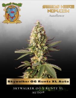 Skywalker OG Runtz XL Auto (Feminized) (space) Sweet Seeds