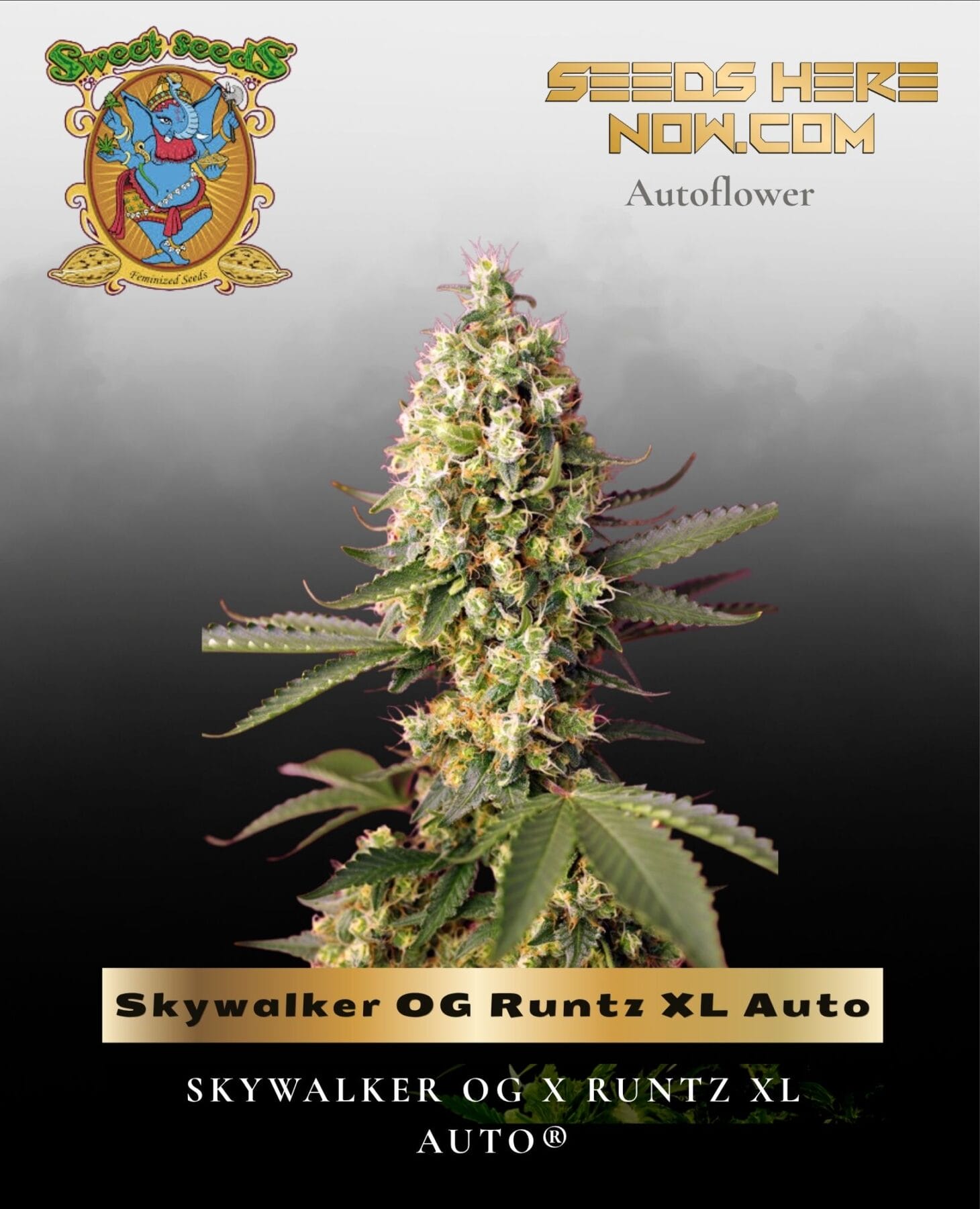 Skywalker OG Runtz XL Auto (Feminized) - Sweet Seeds