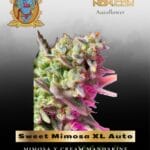 Sweet Mimosa XL Auto (Feminized) - Sweet Seeds