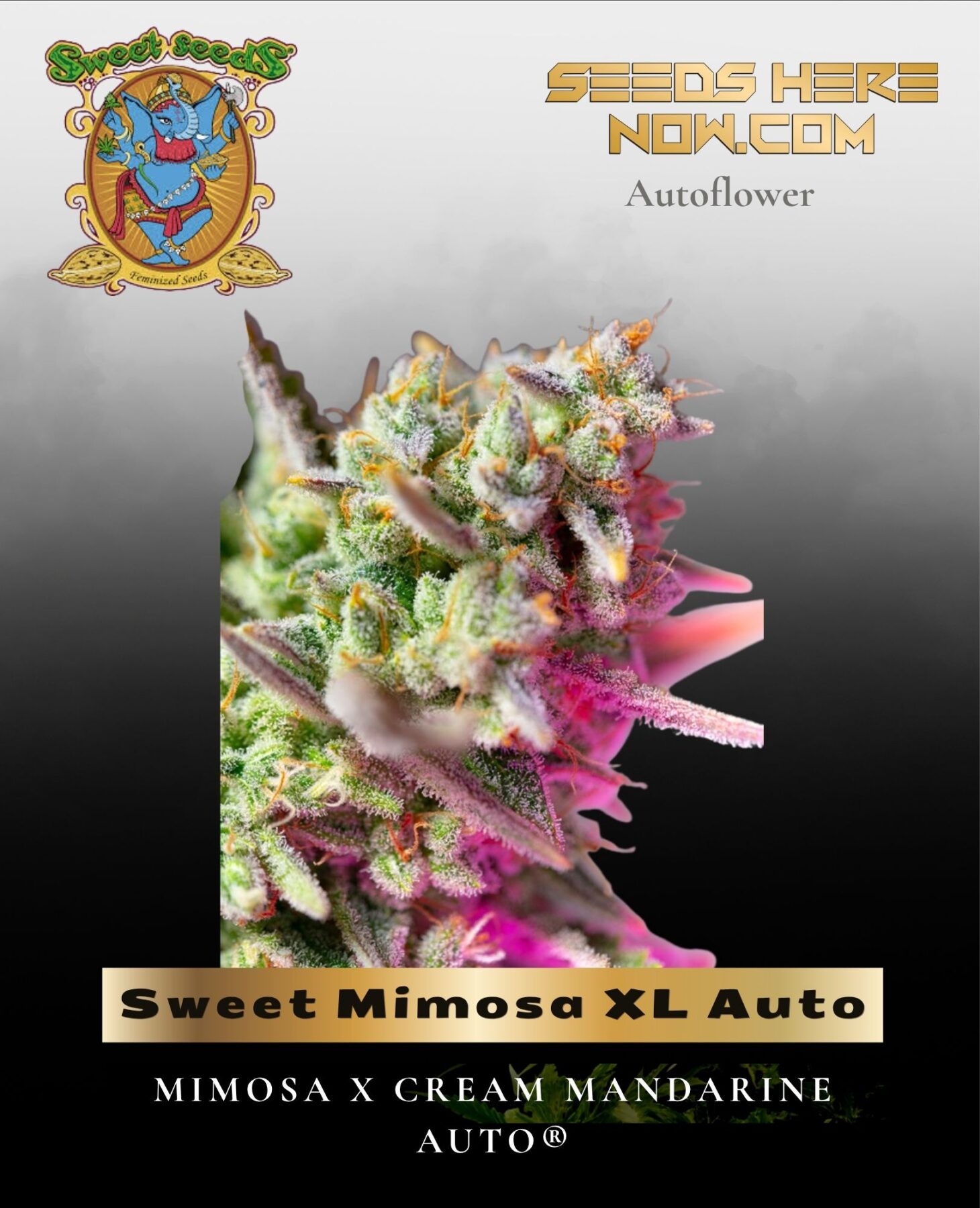 Sweet Mimosa XL Auto (Feminized) - Sweet Seeds