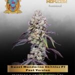 Sweet Mandarine Zkittlez F1 Fast Version (Feminized) - Sweet Seeds
