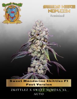 Sweet Mandarine Zkittlez F1 Fast Version (Feminized) (space) Sweet Seeds