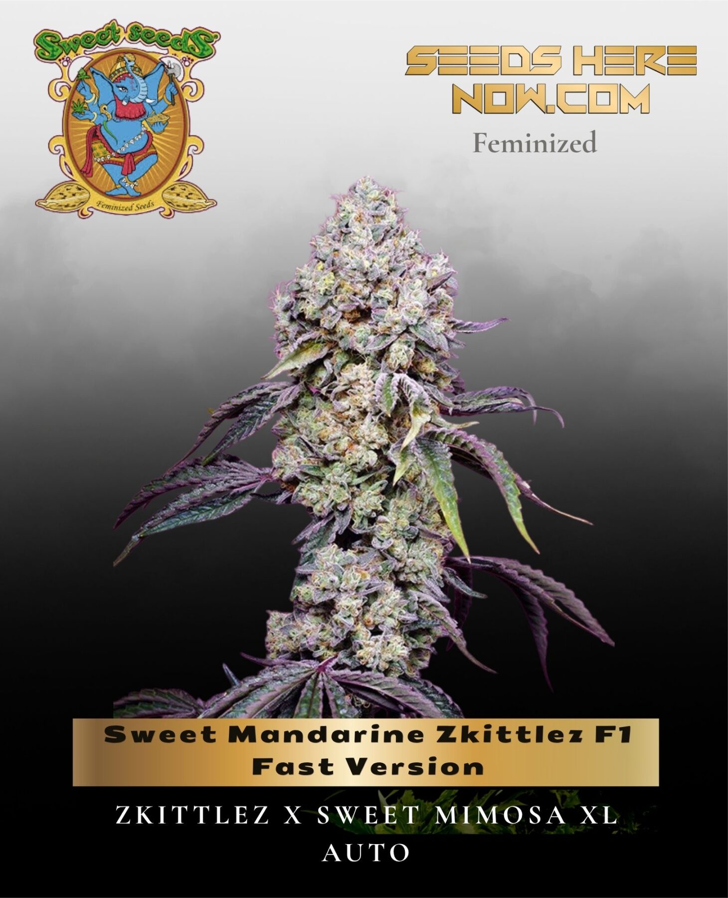 Sweet Mandarine Zkittlez F1 Fast Version (Feminized) - Sweet Seeds