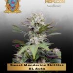 Sweet Mandarine Zkittlez XL Auto (Feminized) - Sweet Seeds