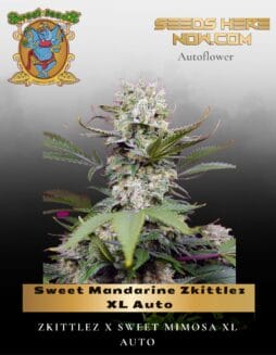 Sweet Mandarine Zkittlez XL Auto (Feminized) (space) Sweet Seeds