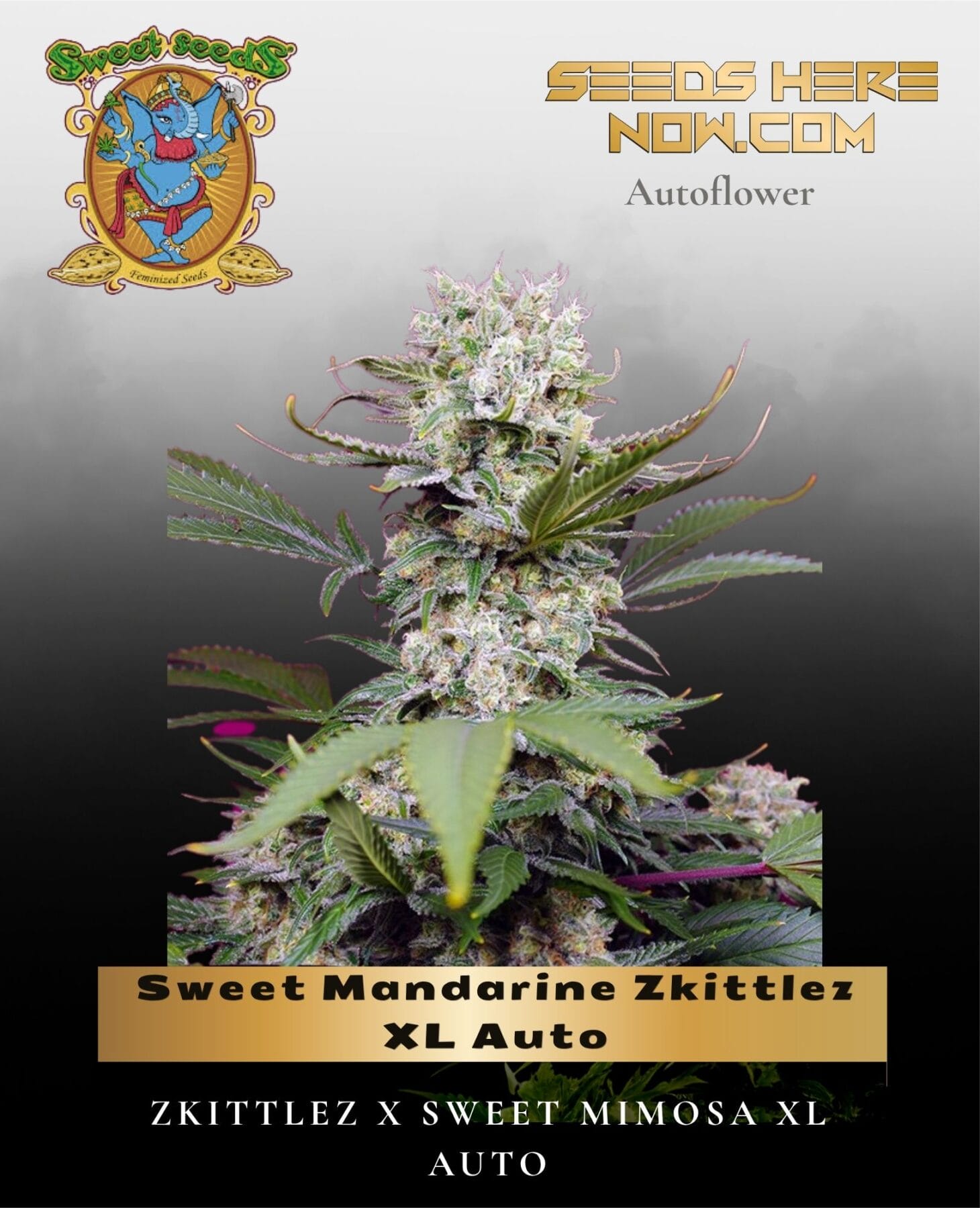 Sweet Mandarine Zkittlez XL Auto (Feminized) - Sweet Seeds