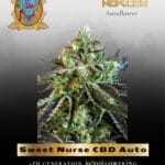 Sweet Nurse CBD Auto (Feminized) - Sweet Seeds