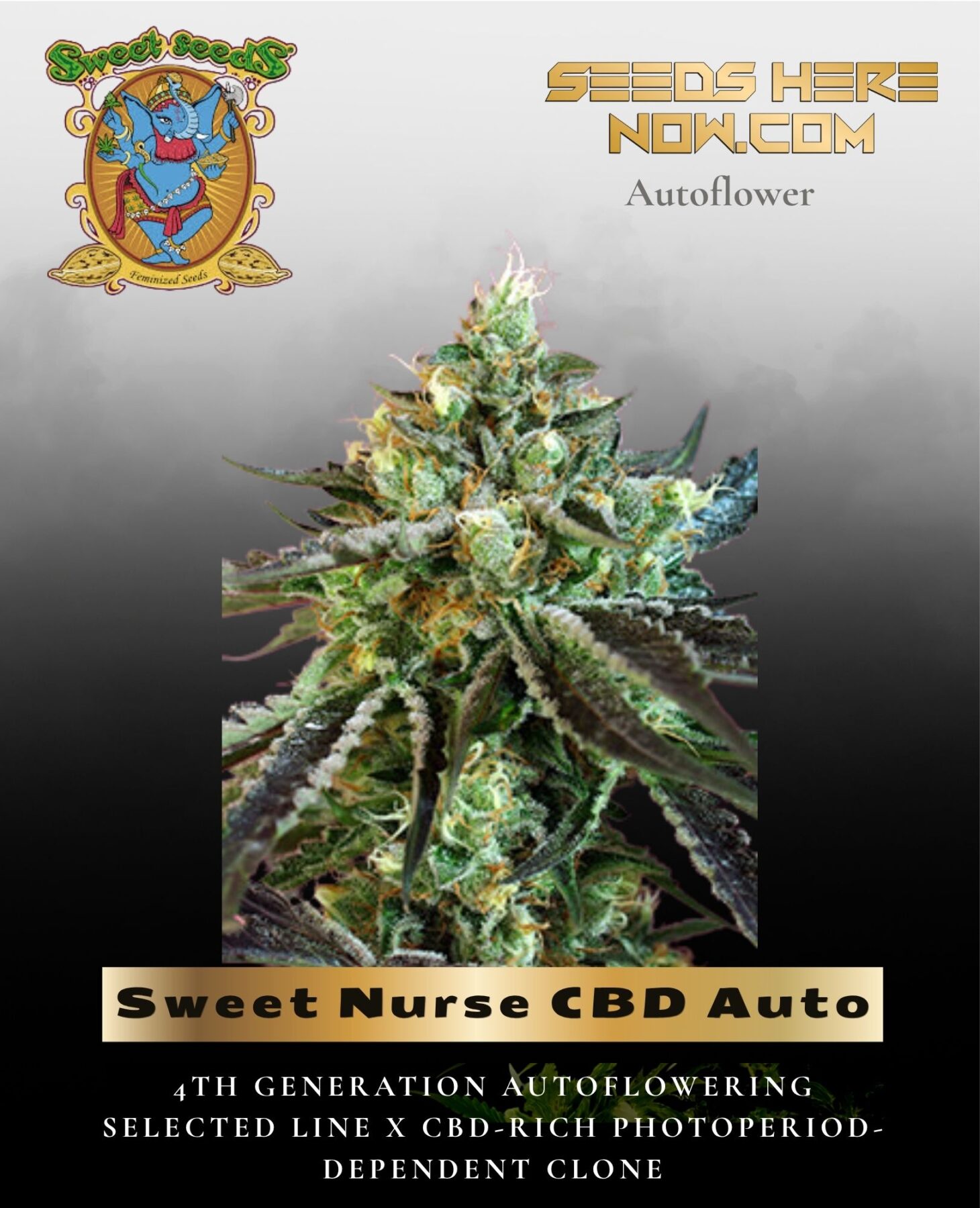 Sweet Nurse CBD Auto (Feminized) - Sweet Seeds