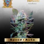 Speed + Auto (Feminized) - Sweet Seeds
