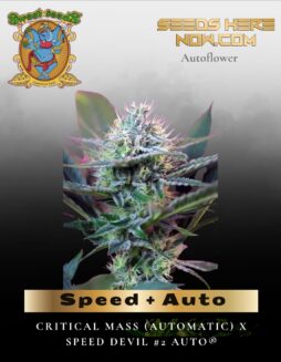 Speed + Auto (Feminized) (space) Sweet Seeds