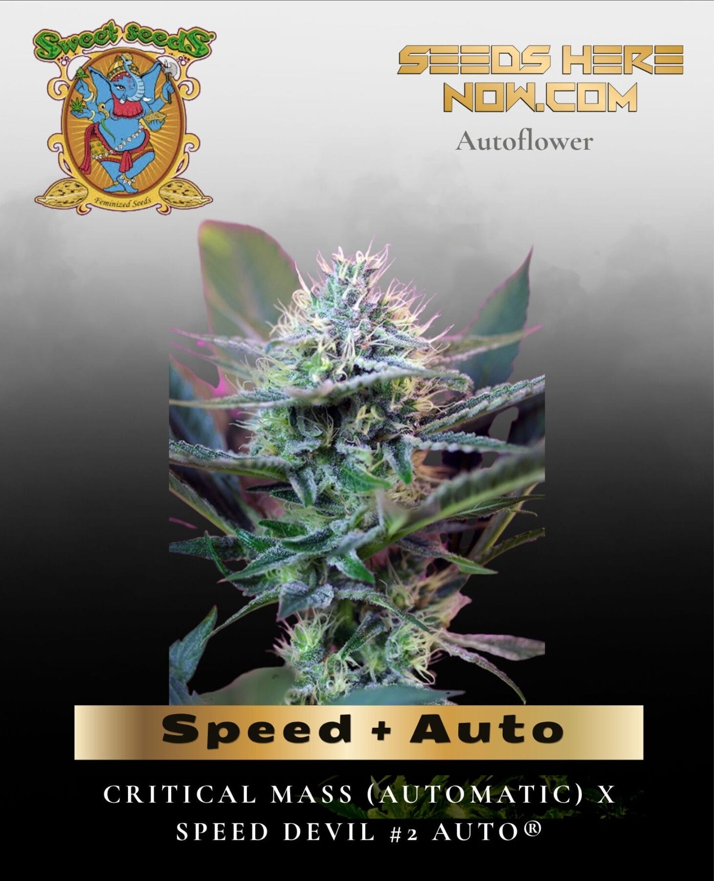 Speed + Auto (Feminized) - Sweet Seeds