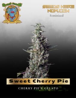 Sweet Cherry Pie (Feminized) (space) Sweet Seeds